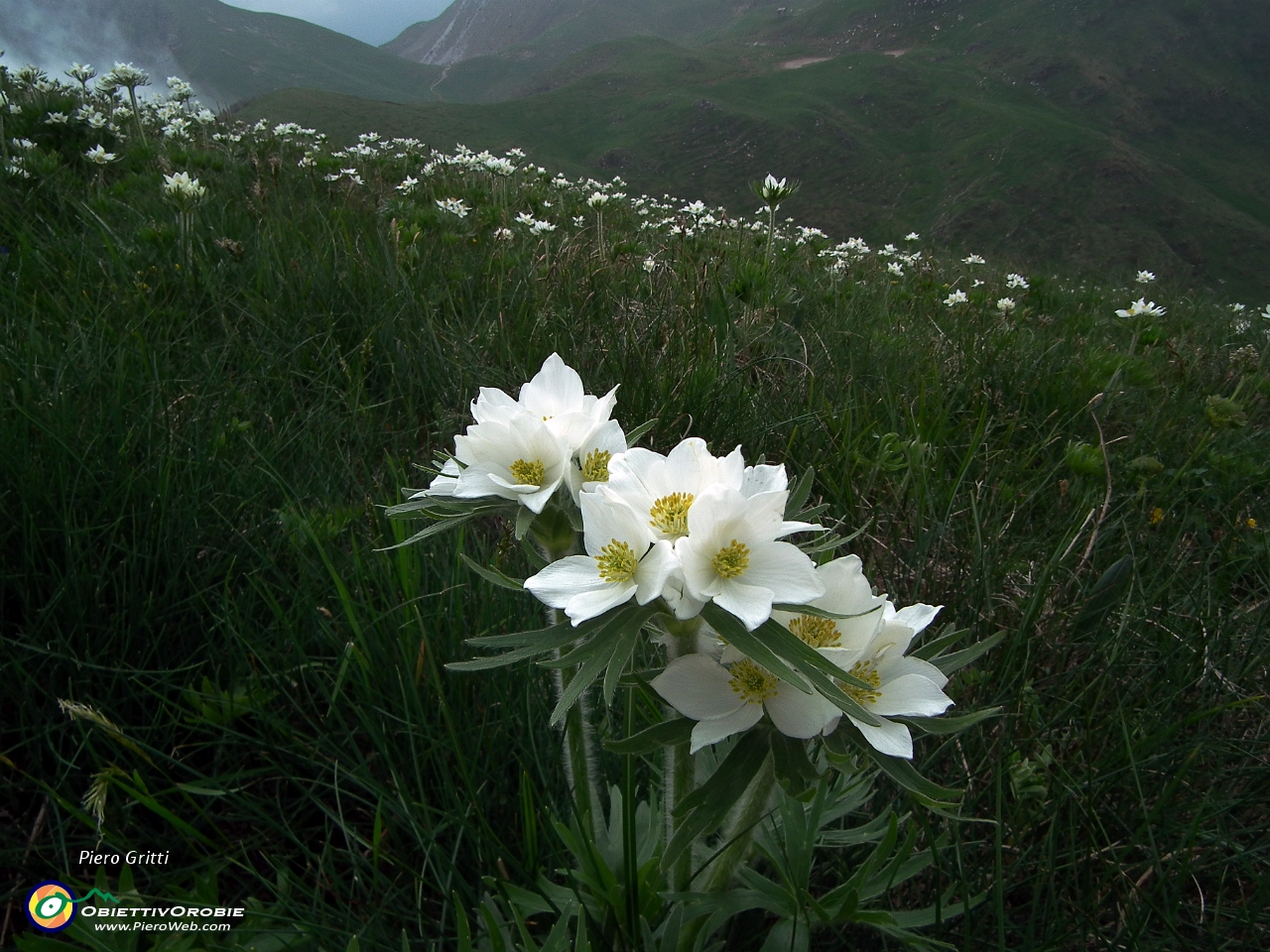 63 Distese profumate  di anemoni narcissini....JPG